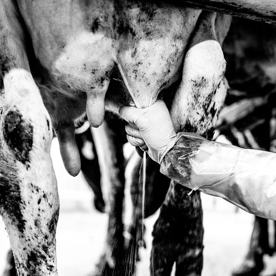 Sostenibilità latte La Grande Bottega Italiana